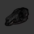 Detailed Animal Skull 3D Model In Science Lab For Anatomical Research