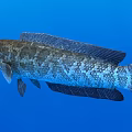 Large Aquatic Fish With Dark Scales Swimming In Clear Blue Water