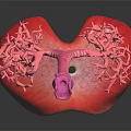 Medical Device 3D Anatomical Lung and Liver Teaching Model for Medical Education