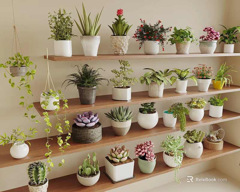 Various Succulent Plants In Different Pots Arranged On Wooden Shelves For Indoor Greenery 3d model 