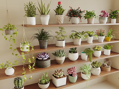 Various Succulent Plants In Different Pots Arranged On Wooden Shelves For Indoor Greenery 3d model