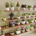 Various Succulent Plants In Different Pots Arranged On Wooden Shelves For Indoor Greenery