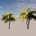 Two Arbor Trees With Lush Green Foliage And Colorful Fruits Casting Natural Shadows