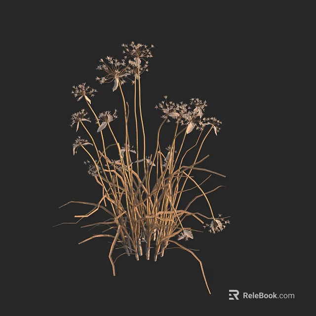 Wild Herbaceous Plants With Slender Stems And Small White Flowers 3d model 