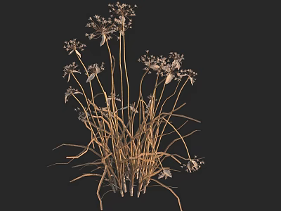 Wild Herbaceous Plants With Slender Stems And Small White Flowers 3d model