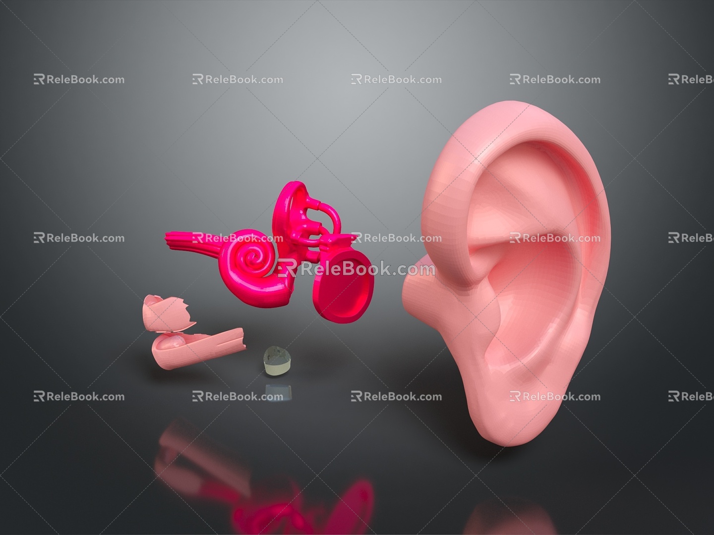 ear human ear medical teaching aids medical furniture medical supplies 3d model