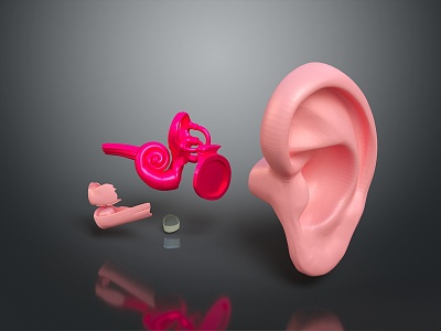 ear human ear medical teaching aids medical furniture medical supplies 3d model