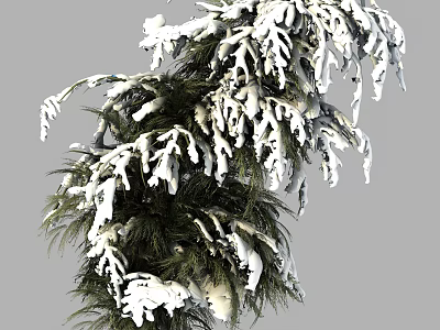 Evergreen Arbor With Snow Covered Branches And Fresh Green Foliage 3d model