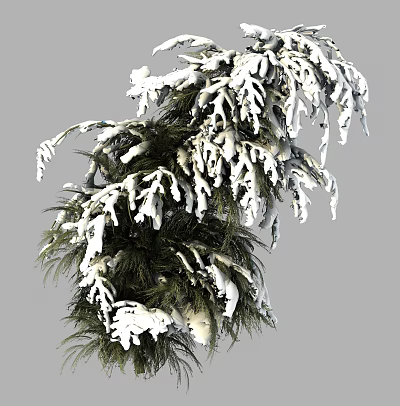 Evergreen Arbor With Snow Covered Branches And Fresh Green Foliage 3d model