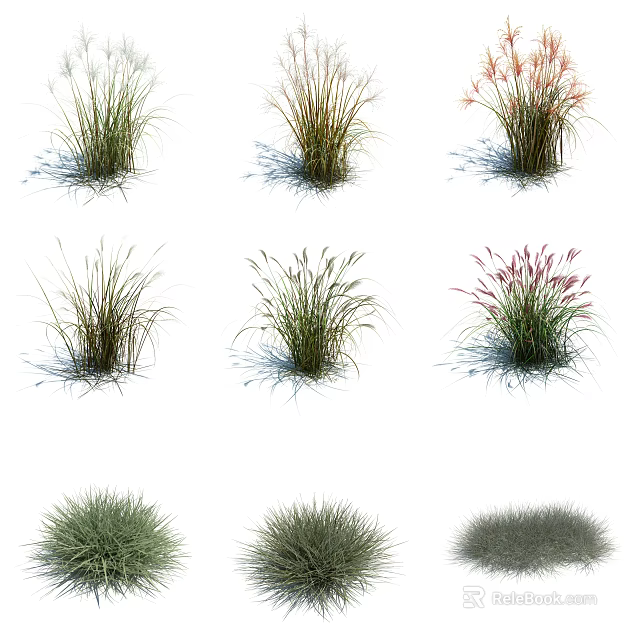 Various Ornamental Grass Varieties with Different Heights Colors and Textures 3d model 