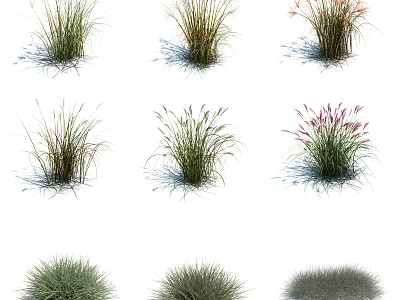 Various Ornamental Grass Varieties with Different Heights Colors and Textures 3d model