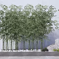 Lush Bamboo Plants In Gray Planter With White Pebbles Large Rock And Small Plants
