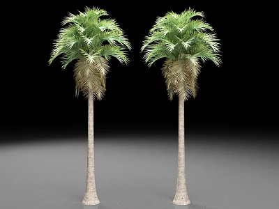 Two Tall Palm Trees With Slender Trunks Green Fronds On Gray Ground Against Black Background 3d model
