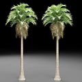 Two Tall Palm Trees With Slender Trunks Green Fronds On Gray Ground Against Black Background