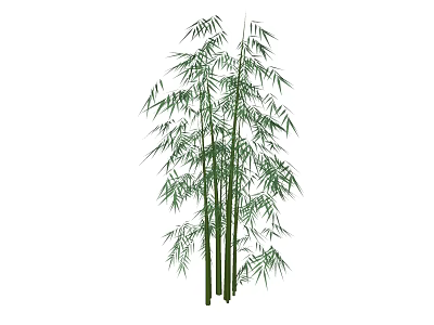 Tall Bamboo Plants With Lush Green Leaves And Slender Stems For Natural Garden Landscape 3d model