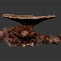 Modern Coral Red Coral White Coral Blue Coral 3d model