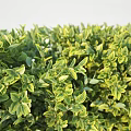 Lush Green Well Trimmed Bushes With Dense Foliage For Garden Landscaping