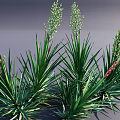 Stylish Vase With Green Long Leaf Flowers And Red Spikes For Home Decoration