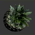 Fresh Ripe Pineapple With Green Leaves And Golden Textured Skin