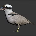 Bird With White Head Brown Beak And Blue Wing Feathers Spread Wings On Dark Background