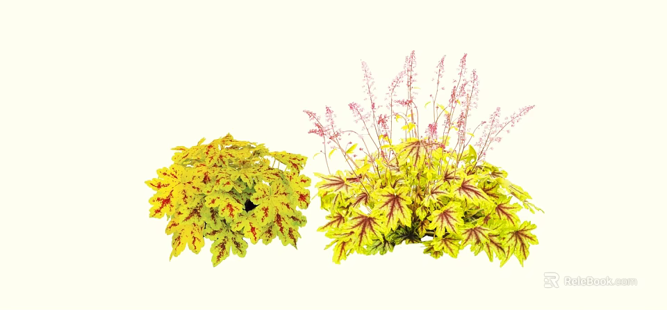 Colorful Shrubs With Yellow And Red Variegated Leaves And Pink Flower Spikes 3d model 