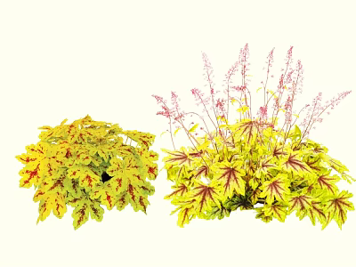 Colorful Shrubs With Yellow And Red Variegated Leaves And Pink Flower Spikes 3d model