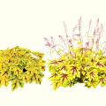 Colorful Shrubs With Yellow And Red Variegated Leaves And Pink Flower Spikes