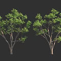 Two Detailed Green Trees With Lush Foliage Against Black Background