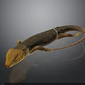 Orange And Brown Slender Lizard With Long Tail On Black Background
