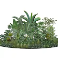 Lush Tropical Green Plants With Various Leaf Shapes And Dense Foliage