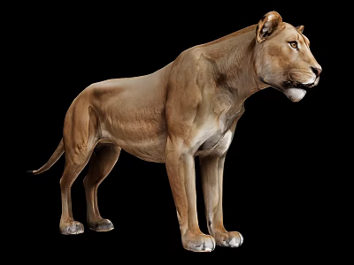 Realistic Reptile 3D Model With Brown Skin Standing Pose On Black Background 3d model