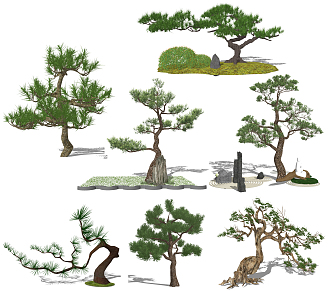 New Chinese Pine 3d model