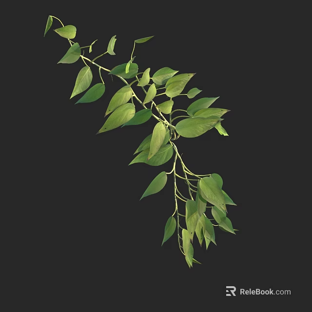 Green Trailing Vines With Lush Green Leaves And Hanging Branches On Black 3d model 