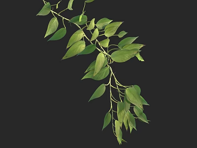 Green Trailing Vines With Lush Green Leaves And Hanging Branches On Black 3d model