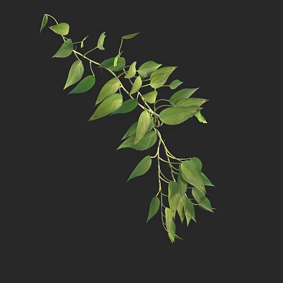 Green Trailing Vines With Lush Green Leaves And Hanging Branches On Black 3d model