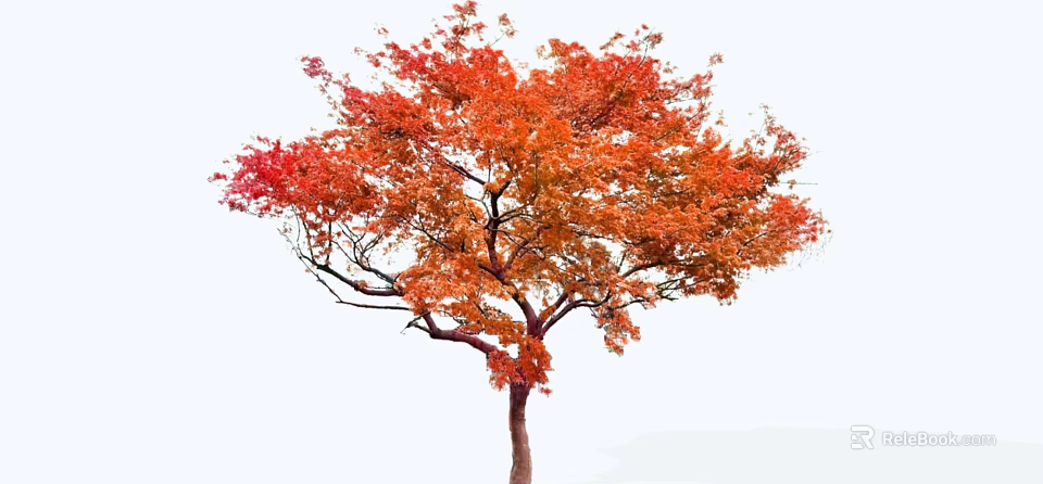 Autumn Deciduous Arbor Featuring Vibrant Red Orange Leaves and Lush Crown 3d model 