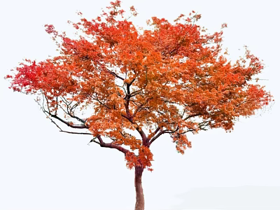 Autumn Deciduous Arbor Featuring Vibrant Red Orange Leaves and Lush Crown 3d model