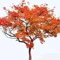 Autumn Deciduous Arbor Featuring Vibrant Red Orange Leaves and Lush Crown