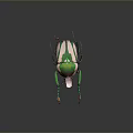 Colorful Beetle With Green White Brown Shell And Colorful Legs Close Up On Gray Background