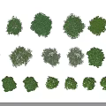 Various Green Trees With Lush Foliage And Diverse Shapes On White Background