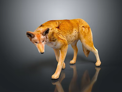 Realistic Wolf Animal Figure With Yellow Fur Standing On Dark Reflective Surface 3d model