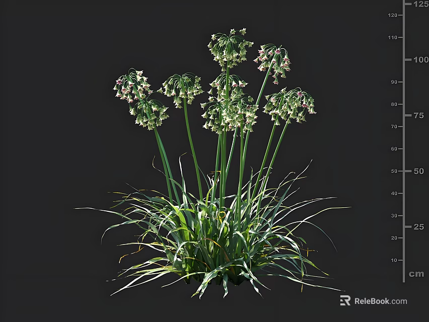 Green Leafy Plants with White Small Flowers Slender Stems and Long Leaves Shown in cm Scale 3d model 