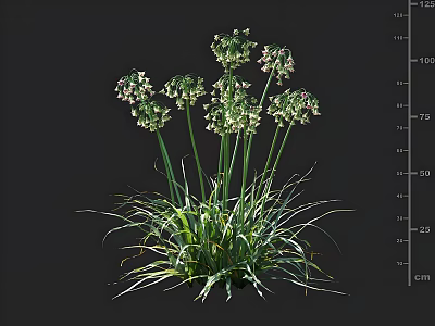 Green Leafy Plants with White Small Flowers Slender Stems and Long Leaves Shown in cm Scale 3d model