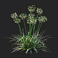 Green Leafy Plants with White Small Flowers Slender Stems and Long Leaves Shown in cm Scale