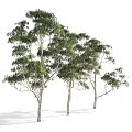 Arbor Trees With Lush Green Foliage And Slender Trunks In Detail View