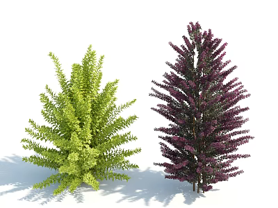 Green Leafy Shrub and Purple Lush Shrub with Natural Shadows on Clean White Background 3d model