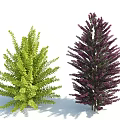 Green Leafy Shrub and Purple Lush Shrub with Natural Shadows on Clean White Background