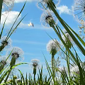 Blooming Dandelions in Green Grass Under Blue Sky with Flying Butterfly