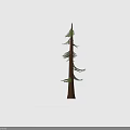 Tall Slim Evergreen Pine Tree With Green Needles Brown Trunk And Branches