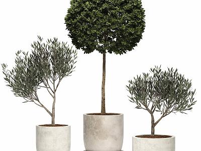 Green Plant Ornaments Bonsai model